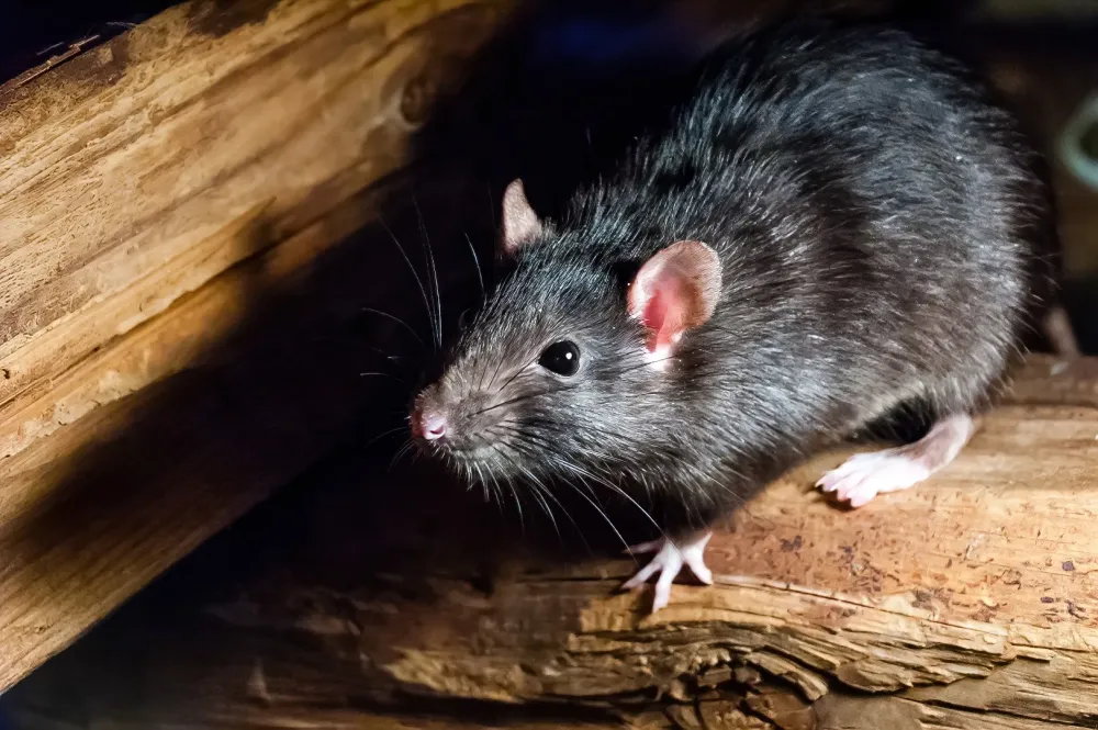 Rats près de Saint‑Amand‑Montrond