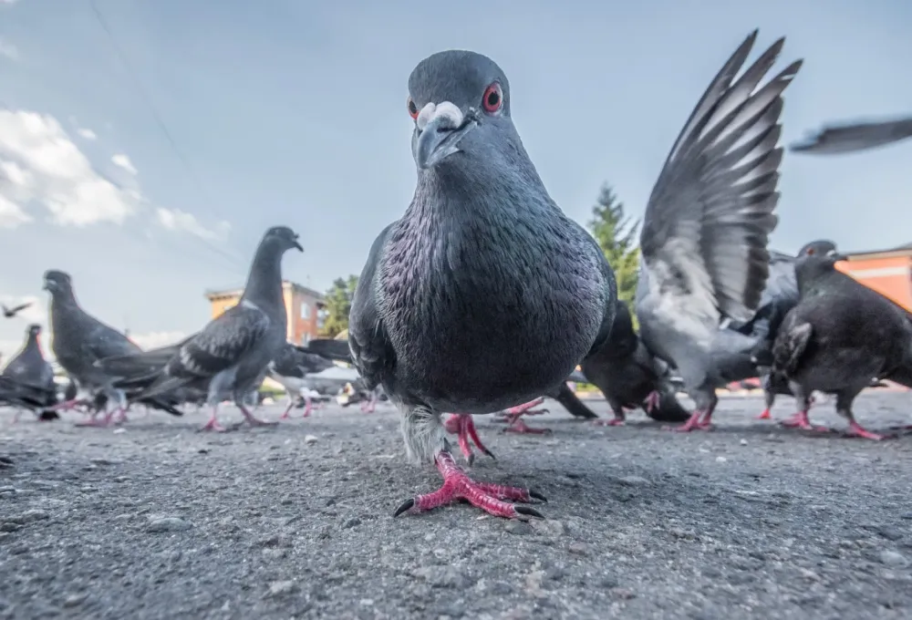 pigeon