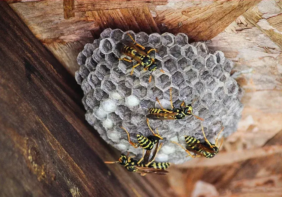 Extermination de  nuisibles à Arcomps